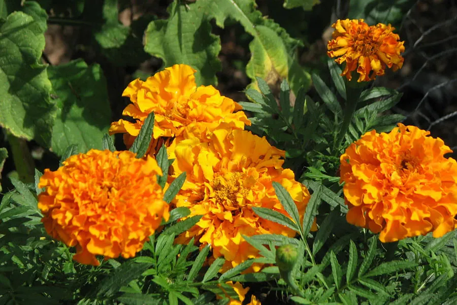 Hoa cúc vạn thọ tagetes minuta
