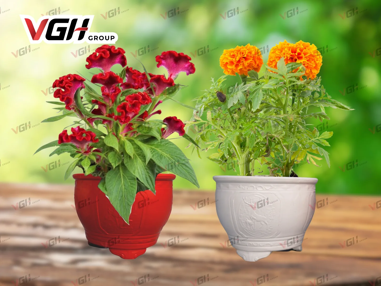 Mẫu chậu hoa tết đẹp mắt khi trồng hoa mào gà, hoa vạn thọ