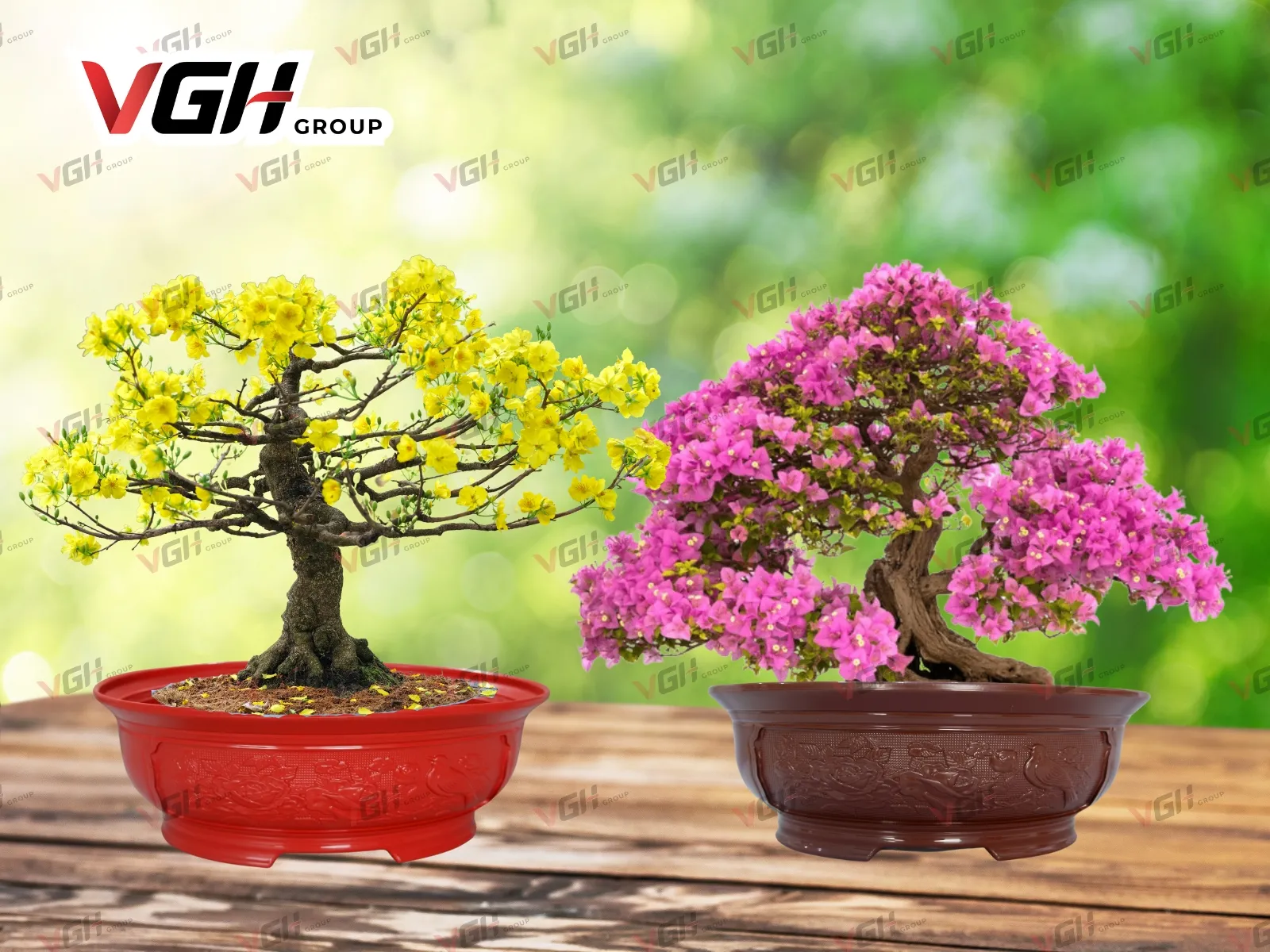 Chậu bonsai nhựa trồng hoa mai Tết, hoa giấy bonsai