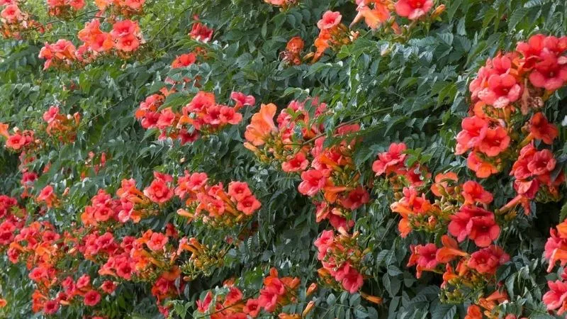 Một giàn hoa Đăng Tiêu với những bông hoa cam rực rỡ