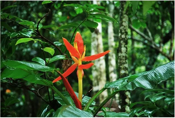 Cận cảnh cây chuối rừng cảnh với hoa màu đỏ tươi nổi bật