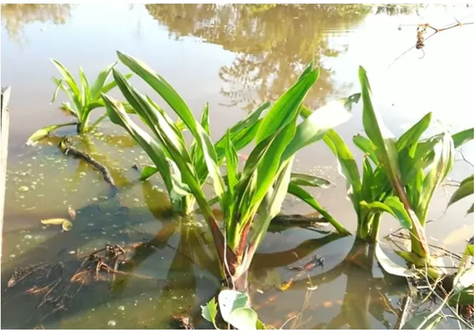 Cây chuối cảnh nước có lá nhỏ, thích hợp trồng trong hồ hoặc chậu thủy sinh