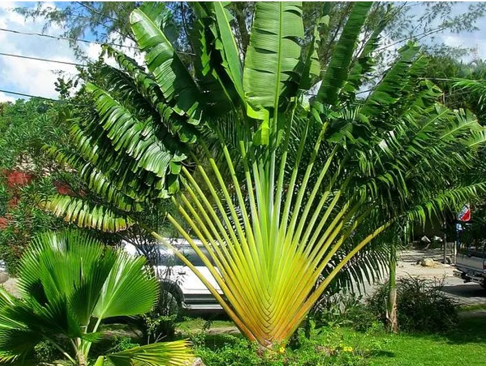 Cây chuối kiểng rẽ quạt với hình dáng xòe rộng như đuôi công ấn tượng