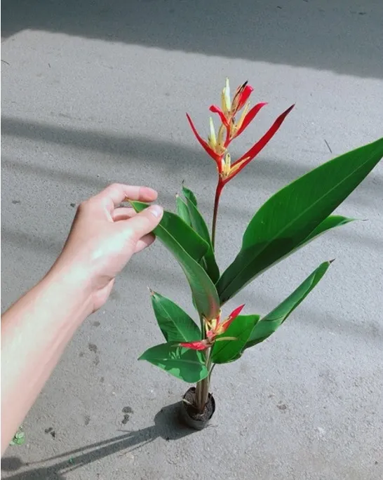 Hoa chuối cảnh mỏ két với dáng vẻ đặc biệt và màu sắc rực rỡ