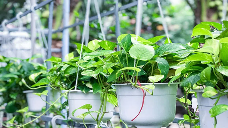 Hình ảnh cây dây leo Trầu Bà lá xanh tươi tốt