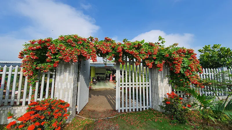 Cận cảnh chùm hoa Sứ Quân Tử rực rỡ sắc đỏ vàng