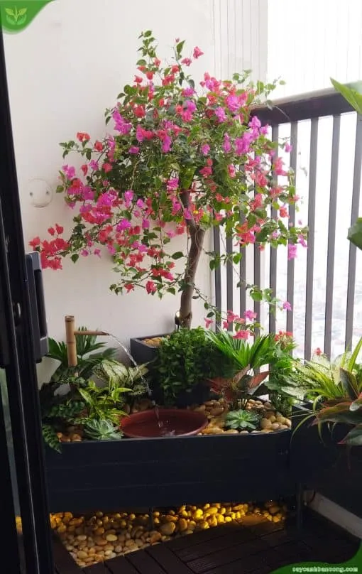 Một góc tiểu cảnh ban công chung cư với chậu lớn và cây hoa giấy rực rỡ