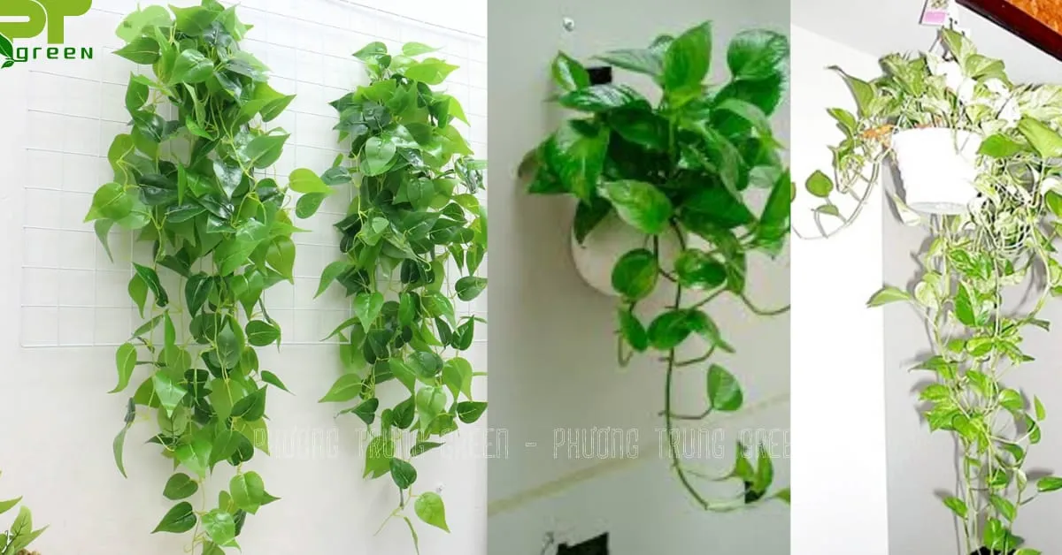 Chậu cây trầu bà lá hình trái tim treo tường