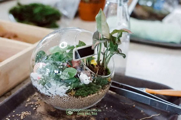Tiểu cảnh Terrarium đơn giản trong chậu thủy tinh