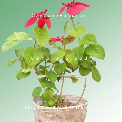 Cách trồng và chăm sóc cây Bướm Đỏ