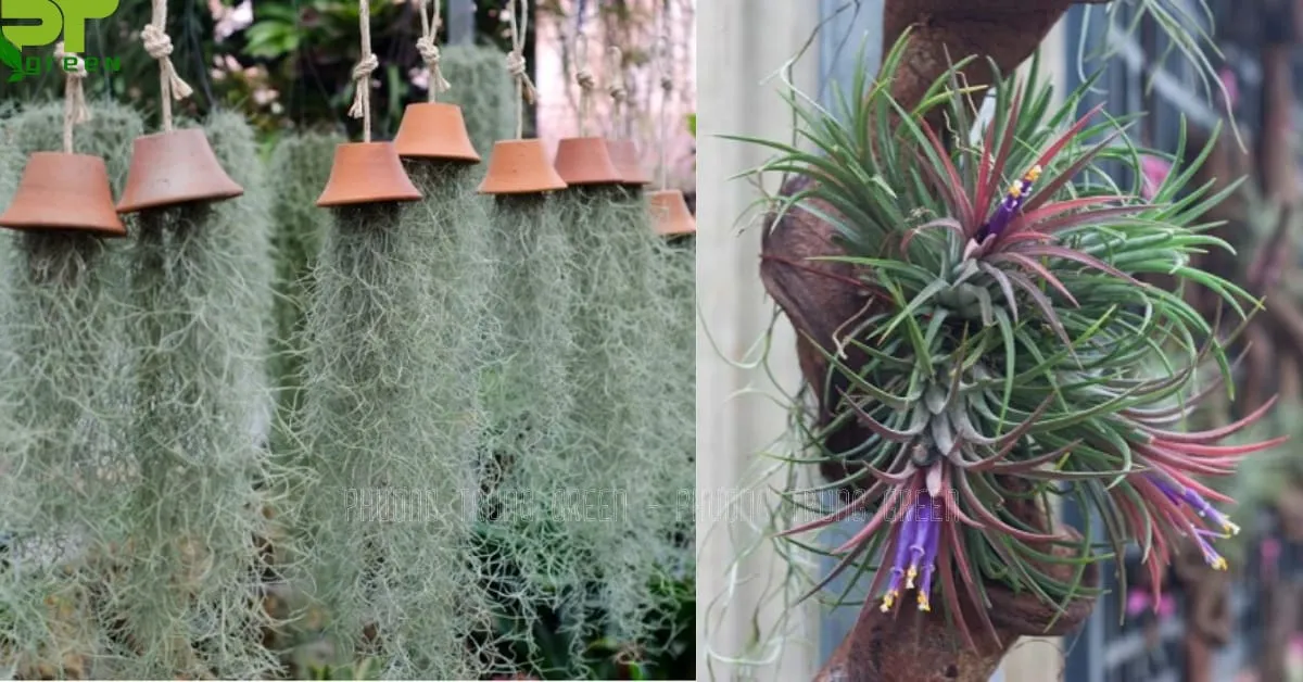 Cây không khí không cần đất được trang trí treo tường