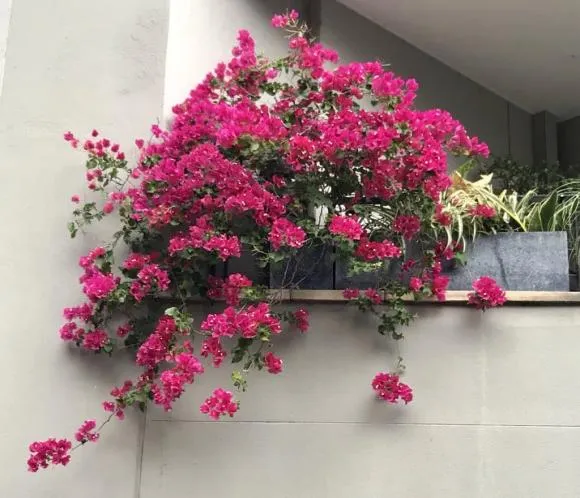 Những chậu hoa giấy với nhiều màu sắc khác nhau dễ dàng thích nghi với môi trường