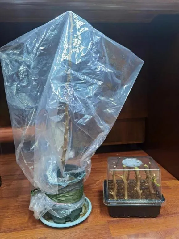 Cận cảnh cành giâm hoa giấy đã được xử lý góc 45 độ chuẩn bị trồng