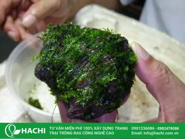 Trồng rêu thủy sinh trên đá gồ ghề bằng chỉ hoặc dây
