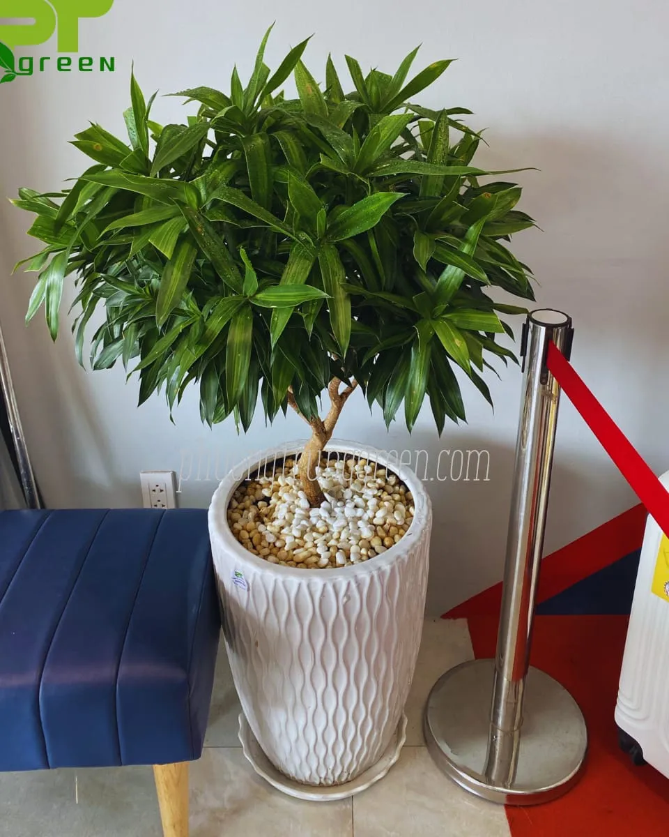 Giao cây trúc bách hợp đến tay khách hàng (Minh họa)