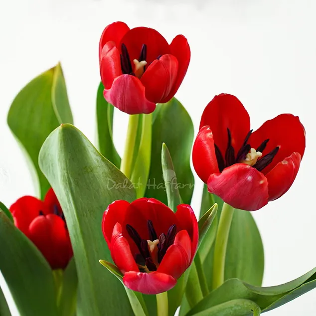 Hoa Tulip đỏ