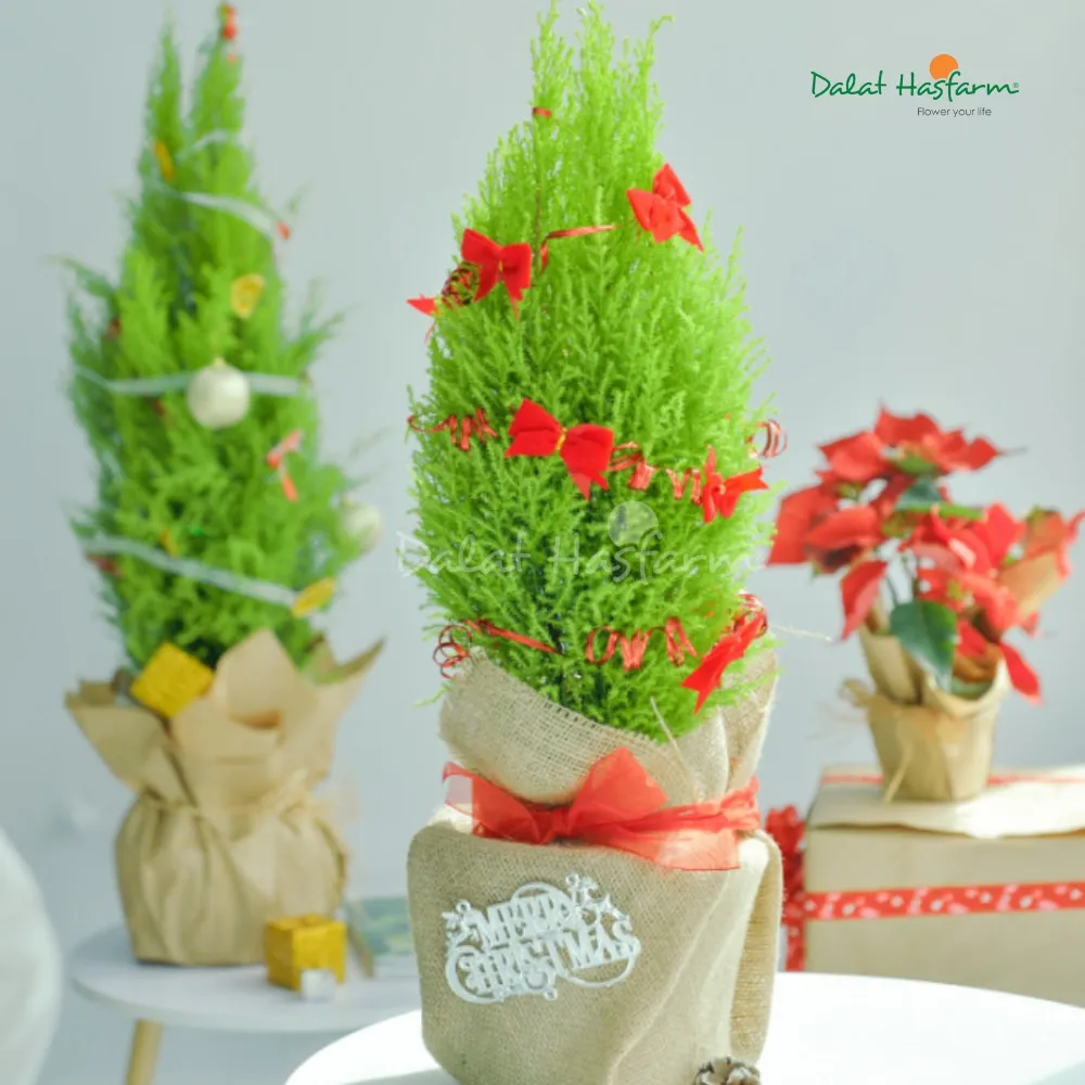 Ý tưởng trang trí cây Tùng thơm với đèn và phụ kiện nhỏ