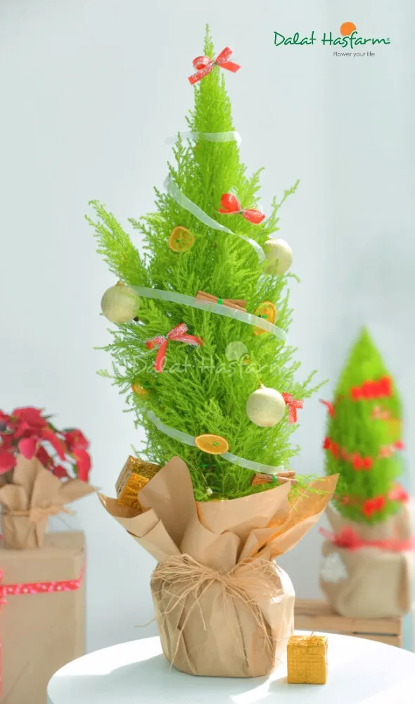 Tùng thơm trang trí theo phong cách tối giản