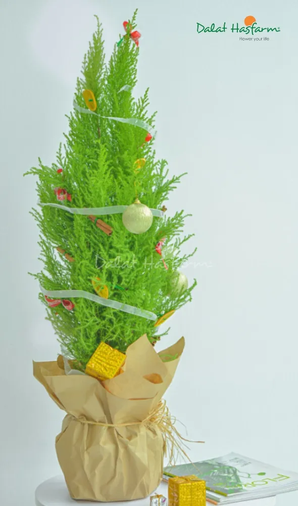 Trang trí Tùng thơm với quả châu và ngôi sao Noel