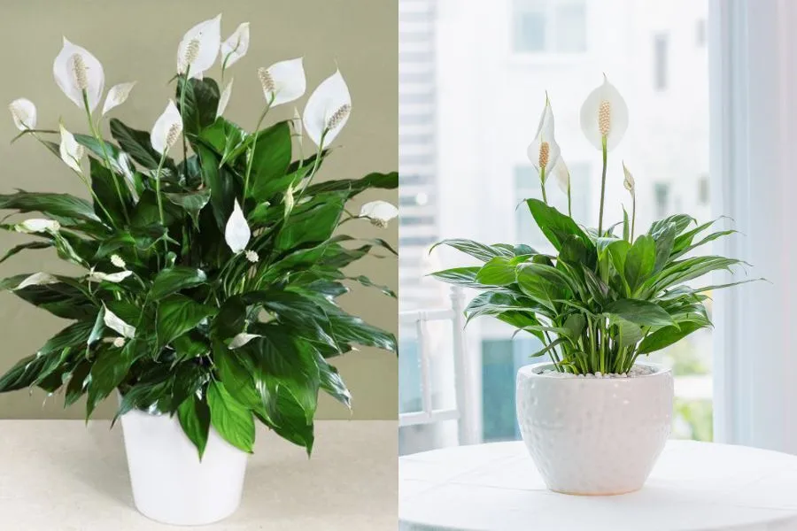 Cây Lan Ý được phân chia thành 3 loại cơ bản dựa trên kích thước lá: lá nhỏ, lá vừa và lá to.