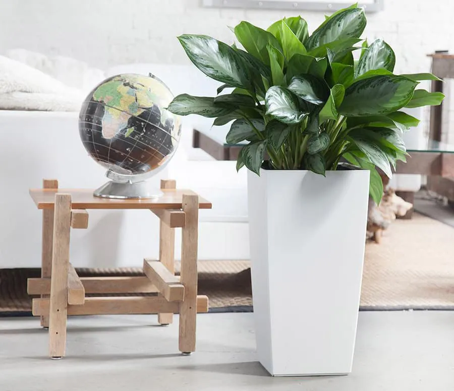 Tuỳ vào kích thước mà có thể đặt cây Bạch Mã Hoàng Tử ở nơi phù hợp