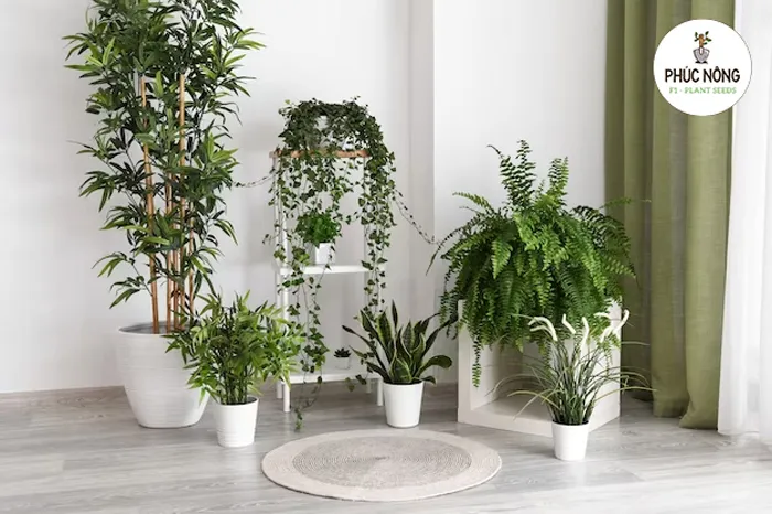 Việc gieo trồng cây cảnh từ hạt giống mang lại những lợi ích và hạn chế nhất định