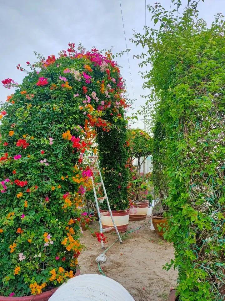 Nghệ nhân đang tạo dáng cho vòm cổng hoa giấy