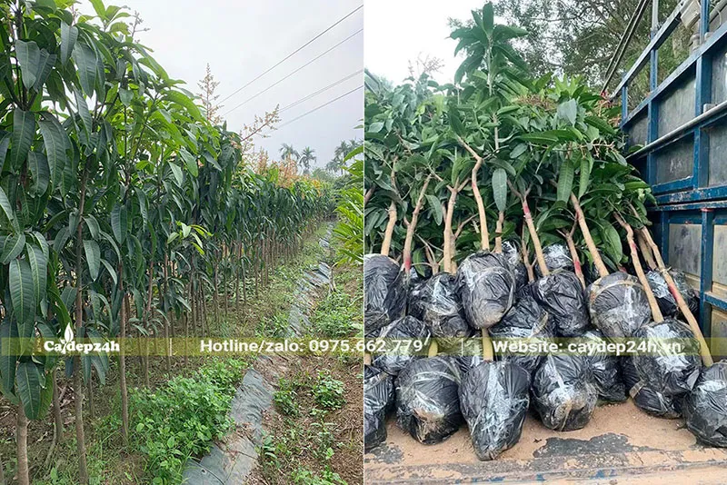 Vườn chuyên canh cây Xoài giống, đã bắt đầu ra hoa