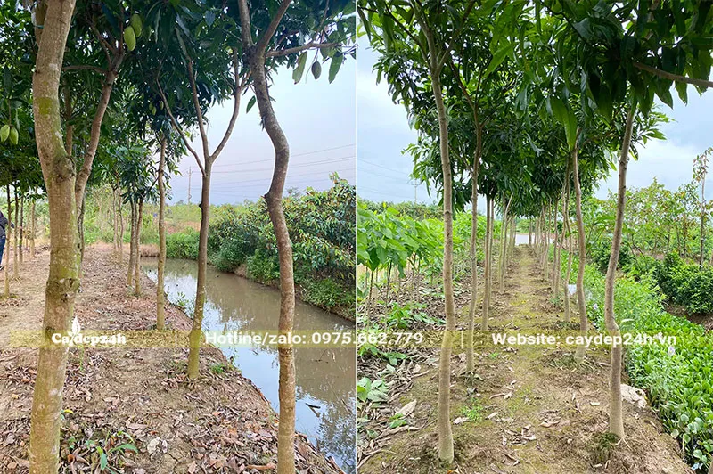 Mật độ trồng Xoài công trình tại vườn chuyên canh, thẳng hàng