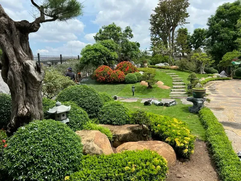 Bảng giá các loại cây cảnh trang trí sân vườn và cây bóng mát