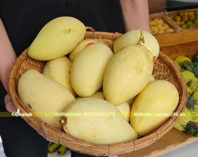 Xoài Cát Chu mới thu hoạch, quả vàng ươm, đạt chất lượng cao