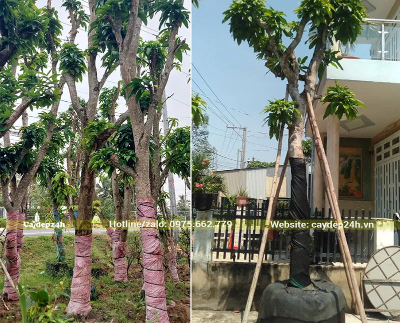 Trồng Xoài lâu năm trước nhà phố để tăng tính thẩm mỹ và phong thủy