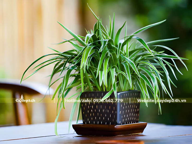 Chậu Cỏ Lan Chi để bàn