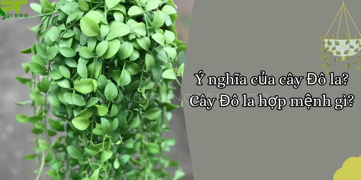 Cây Đô La trong phong thủy mang ý nghĩa sung túc, thịnh vượng