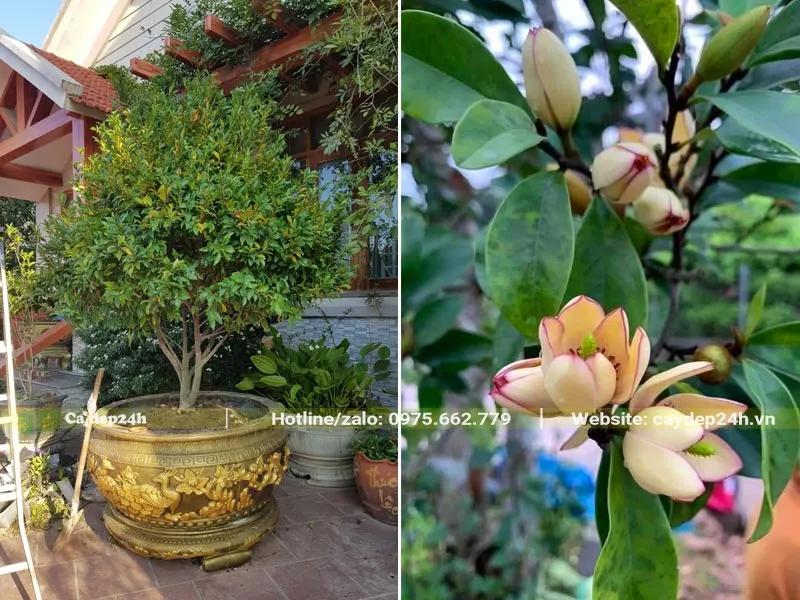 Cây Lan Tiêu trồng trong chậu trước nhà biệt thự