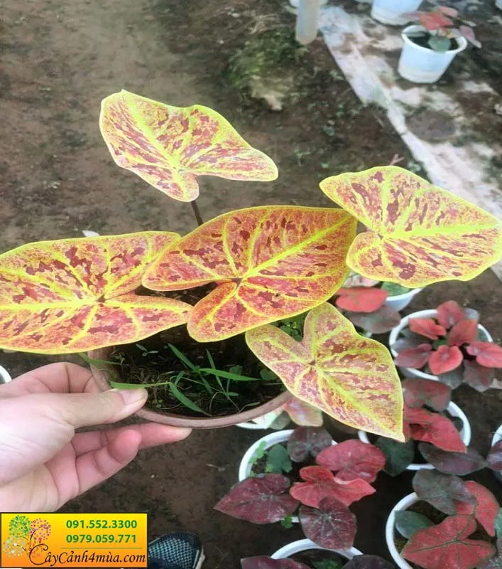 Cách trồng và chăm sóc cây môn đỏ