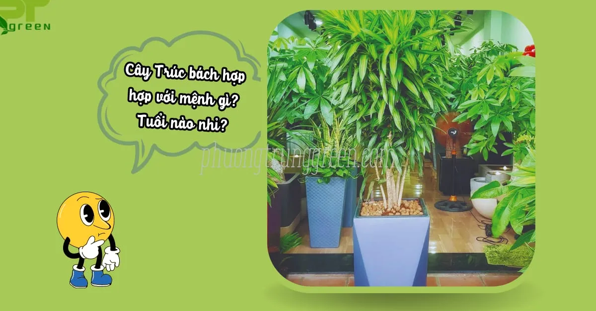 Cây Trúc bách hợp hợp mệnh gì? Tuổi gì?