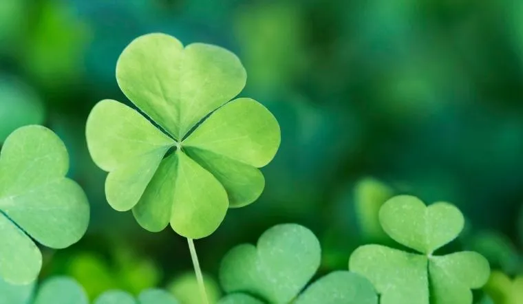 Ý nghĩa cỏ 4 lá trong tình yêu, biểu tượng cho sự gắn bó viên mãn