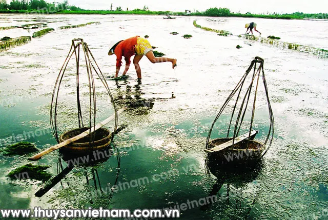Thu hoạch rong trên đầm Trà Quế khi thủy triều rút
