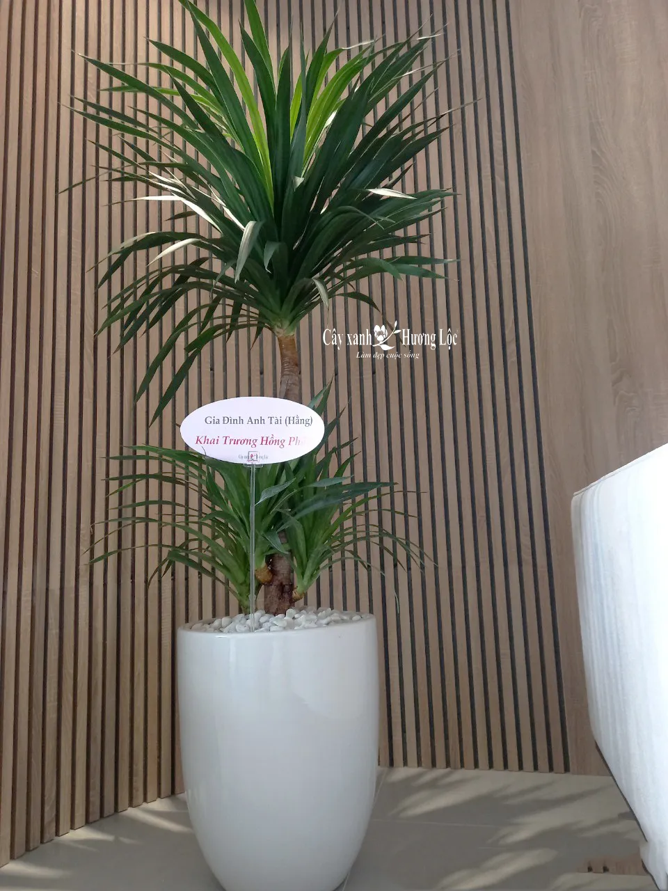 Cây Phát Tài Thịnh Vượng được dùng làm quà tặng khai trương, tân gia ý nghĩa