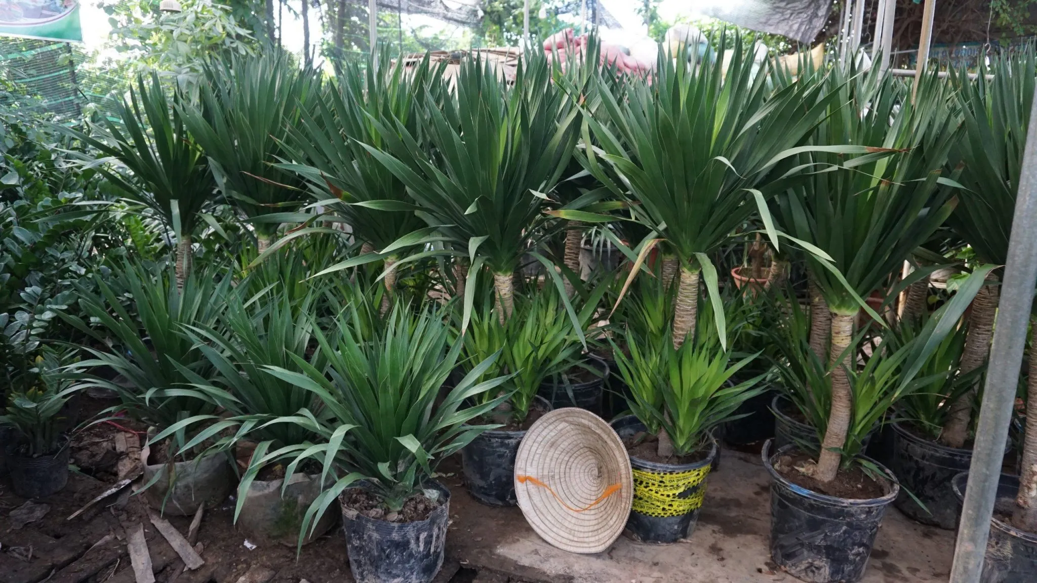 Cây Phát Tài Thịnh Vượng hai tầng với ý nghĩa tài lộc, thịnh vượng