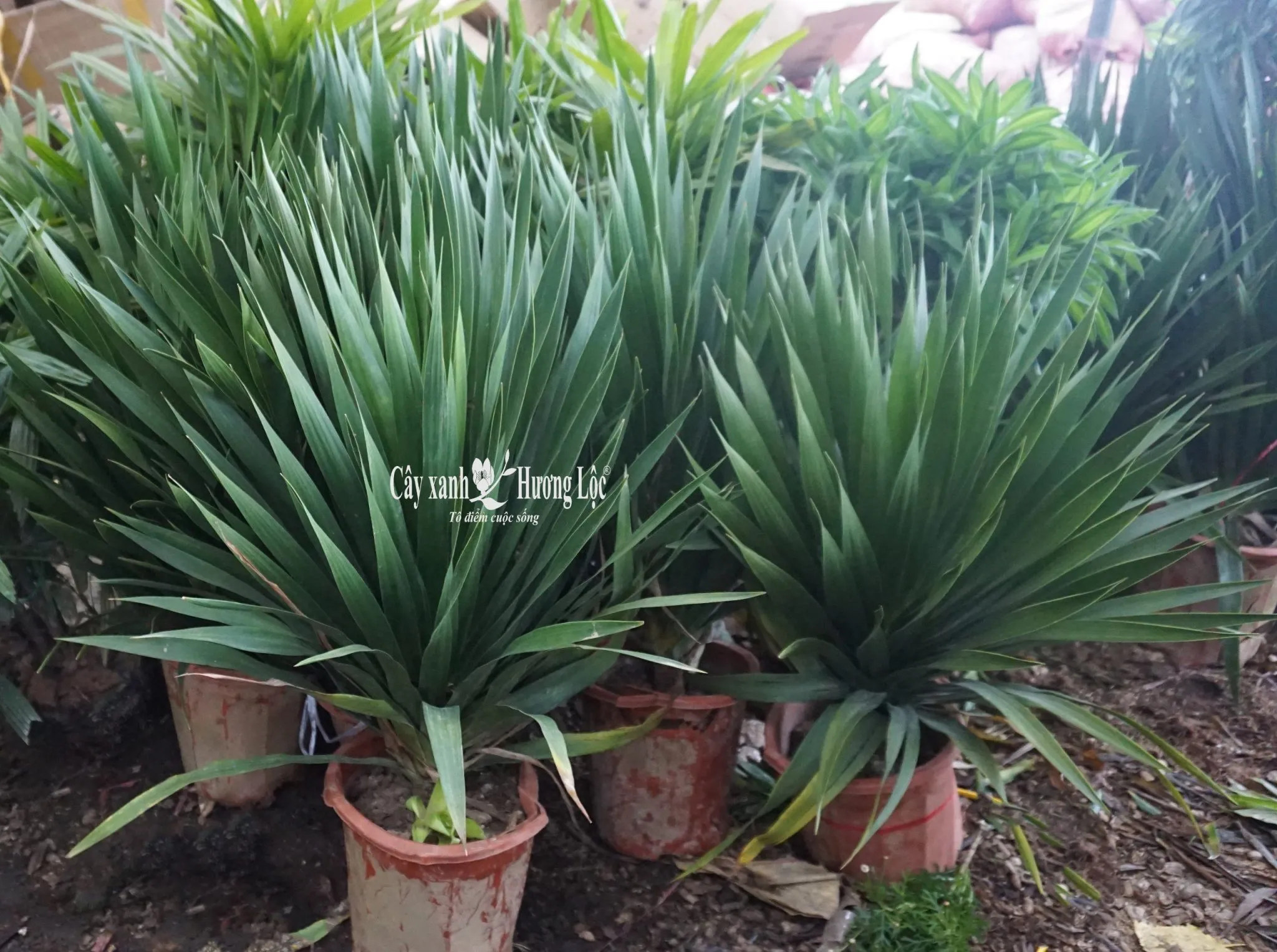 Phát Tài Thịnh Vượng một thân, chiều cao 50-60cm