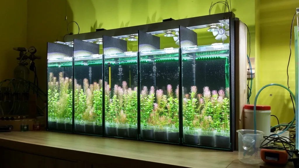 Dàn hồ thử nghiệm nghiên cứu dinh dưỡng, rêu hại và sinh lý cây thủy sinh