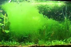 GDA bám trên lá cây và nền