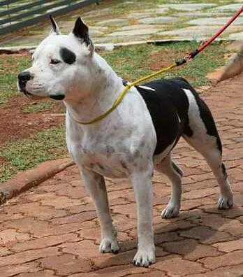 Chân dung chó American Staffordshire Terrier cái KYRA AMSTAFF BANTIM