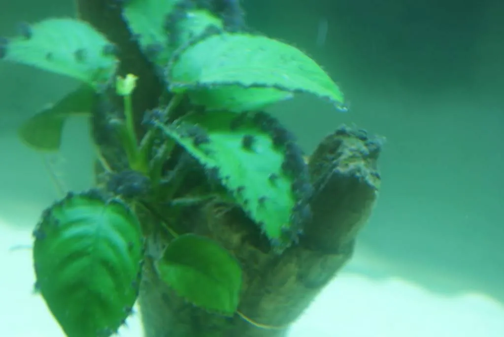 Rêu chùm đen (BBA) cứng đầu bám trên lũa