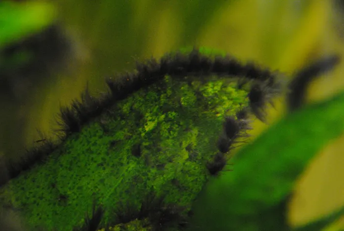 Đặc điểm nhận dạng rêu chùm đen BBA