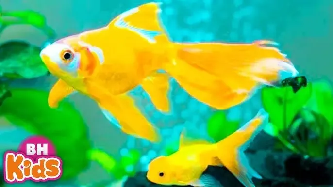 Một đàn cá vàng cảnh đang bơi trong hồ ngoài trời vào mùa hè