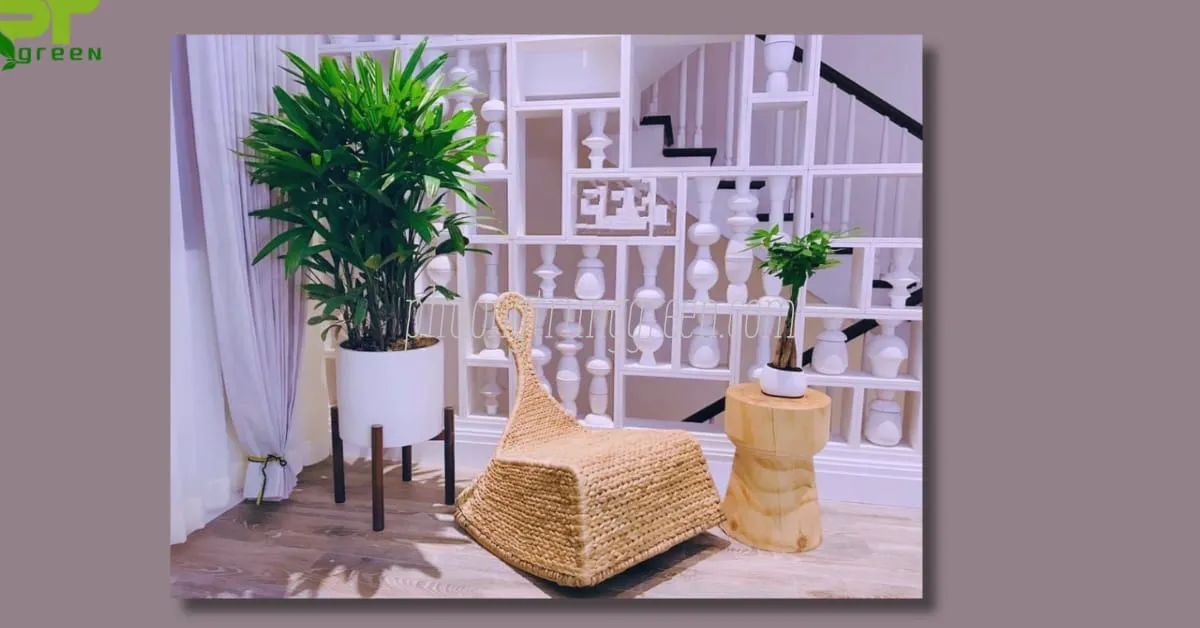 Hình ảnh chi tiết về cách chăm sóc và bón phân cho cây trúc mây