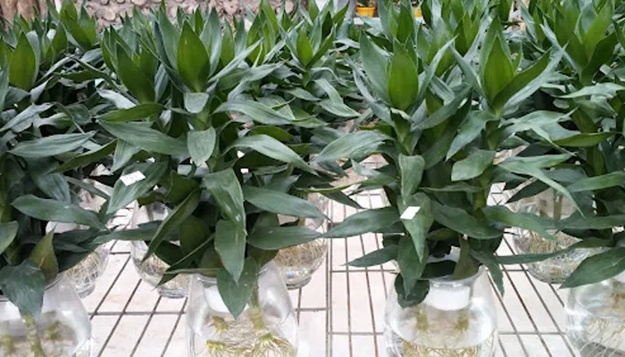 Chậu cây phát tài búp sen đang được trồng theo phương pháp thủy canh